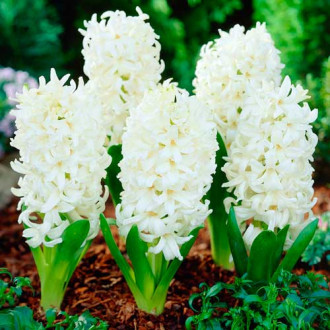 Pachet economic! Zambile Carnegie imagine 5