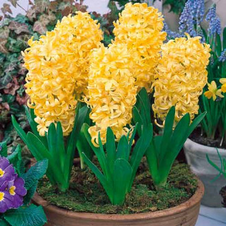 Pachet economic! Zambile City Of Haarlem imagine 1