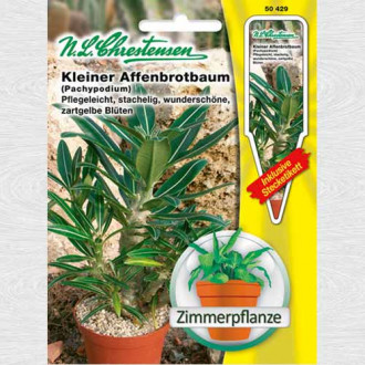 Pachypodium rosulatum imagine 1