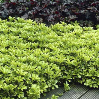 Pachysandra terminalis imagine 2