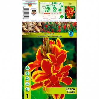 Paciorecznik (Canna) Lucifer interface.image 2