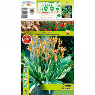Paciorecznik (Canna) Stuttgard interface.image 9
