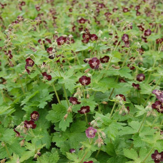 Pălăria cucului (Geranium Phaeum) Lividum imagine 7