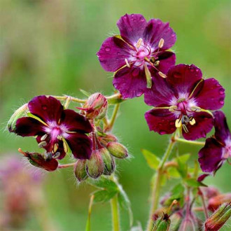 Pălăria cucului (Geranium Phaeum) Samobor imagine 5