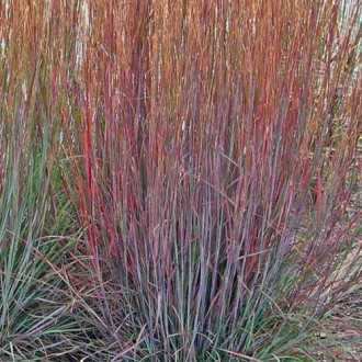Palczatka miotlasta (Andropogon) Praire Blues interface.image 8