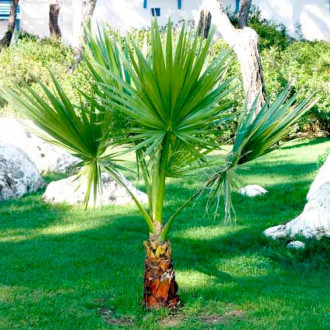 Palma Waszyngtonia  interface.image 3