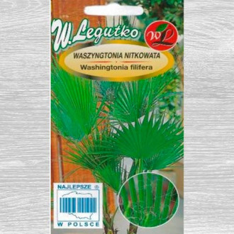 Palmier Washington imagine 2