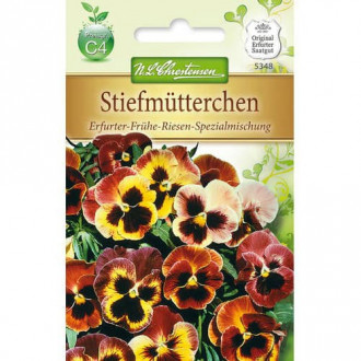 Panseluțe Early Giant, mix multicolor imagine 2