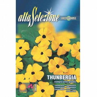 Thunbergia galbenă cu ochi negri imagine 9