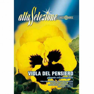 Panseluțe Swiss Giant galbene imagine 10