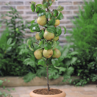 Păr columnar Condo imagine 13