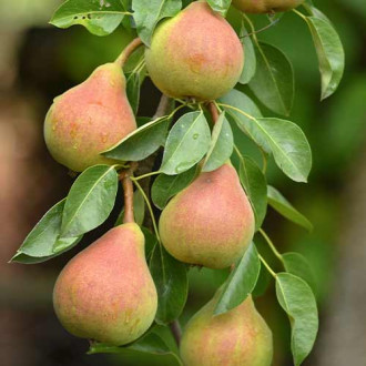 Păr (columnar) Santa Maria imagine 6