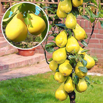 Păr columnar Saphira, С2 imagine 3