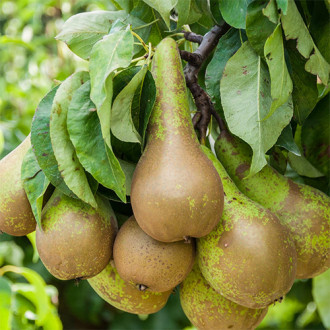 Păr Conference imagine 11