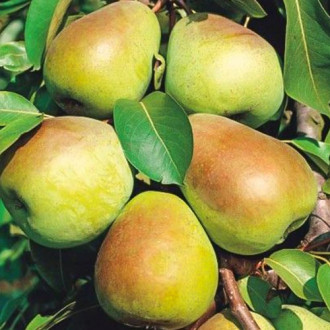 Păr Lukasowka imagine 12