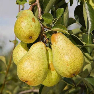 Păr Williams imagine 9