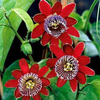 Floarea pasiunii (Passiflora) Alata Red imagine 14