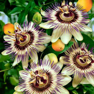 Fructul pasiunii Frederik imagine 17