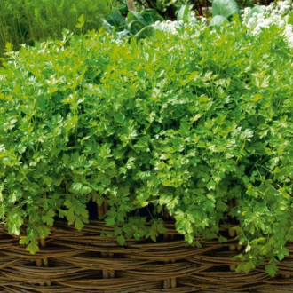 Pătrunjel franțuzesc imagine 15