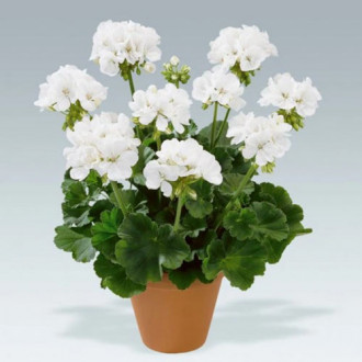 Pelargonia biała F1 interface.image 10