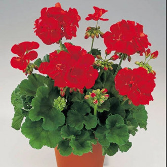Pelargonia czerwona F1 interface.image 12