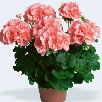 Pelargonia łososiowa F1 interface.image 11