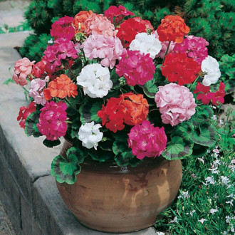 Pelargonia, mieszanka F1 interface.image 1