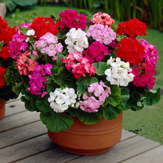 Pelargonia mieszanka F2 interface.image 16