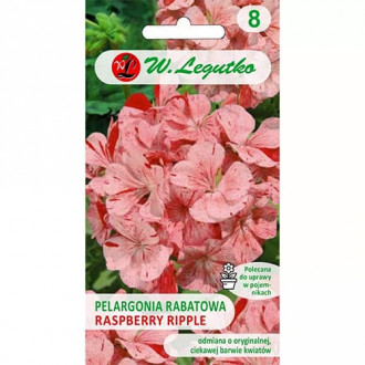 Pelargonia rabatowa Divas F1 Raspberry Ripple interface.image 15