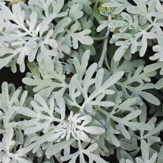 Pelin Mori's Form imagine 1