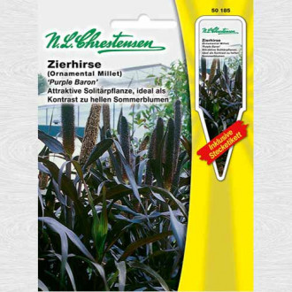 Pennisetum glaucum Purple Baron imagine 4