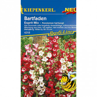 Penstemon Esprit Kiepenkerl imagine 2