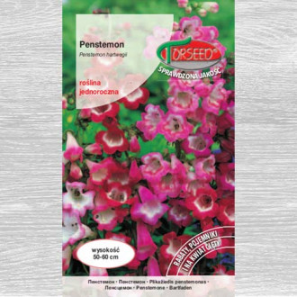 Penstemon, mieszanka interface.image 1