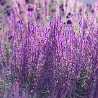 Perovskia atriplicifolia Little Spire, С2 изображение 9