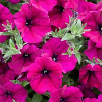 Petunia ogrodowa amarantowa interface.image 13