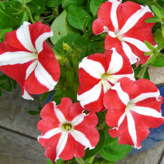 Petunia ogrodowa biało-czerwona interface.image 8