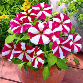 Petunia ogrodowa biało-wrzosowa interface.image 9