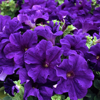 Petunia ogrodowa niebieska interface.image 1