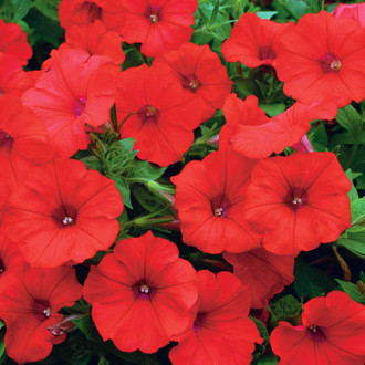 Petunia ogrodowa purpurowo - czerwona interface.image 17