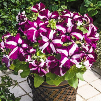 Petunia Starlet interface.image 18