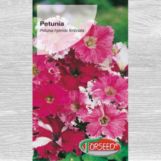 Petunia strzępiasta Koronkowy Welon interface.image 7