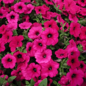 Petunia zwisająca Fortunia purpurowa interface.image 2