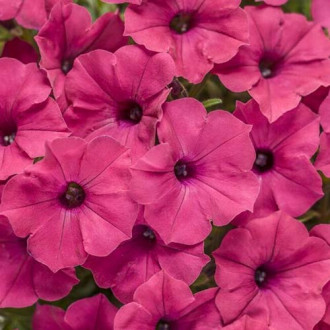 Petunia zwisająca Fortunia różowa interface.image 3