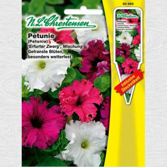 Petunie pitică, mix multicolor imagine 11