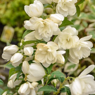 Philadelphus Snowbelle, С2 imagine 1