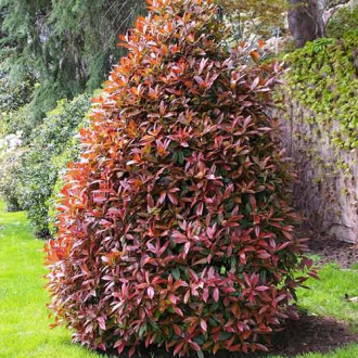 Photinia fraseri Cracklin' Red imagine 2