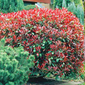 Photinia fraseri Dynamo Red imagine 5