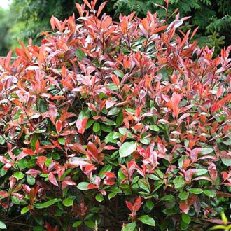 Photinia fraseri Red Robin imagine 3