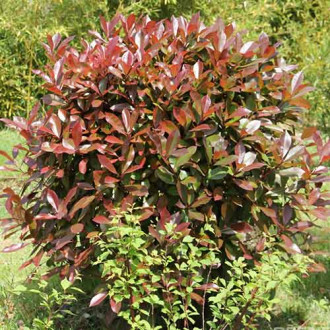 Photinia fraseri Robusta Compacta imagine 1