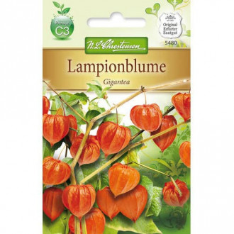 Physalis Gigantea imagine 3